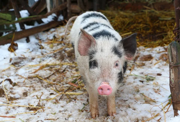 Negro y blanco cerdo en ruso granja viendo en cámara — Foto de Stock