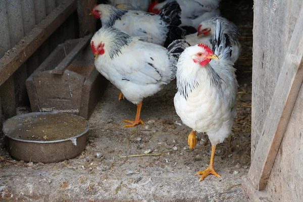 Kışın, gerçek sahne beyaz tavuk çiftliği