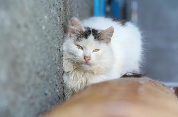 Kışın sıcak tüp üzerinde beyaz kedi