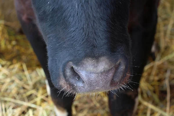 Siyah ve beyaz inek burun yakın çekim küçük sinekli