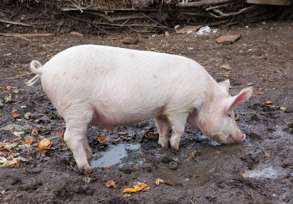 Cerdo grande come de pie en el barro — Foto de Stock