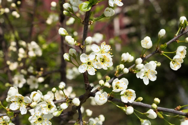 Bir bahar günü kiraz çiçekleri açar.
