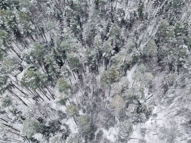 Top view of the winter forest from bird's eye. Snowy landscape of a frozen forest at cloudy winter weather, aerial shot. Mixed forest: coniferous and deciduous trees. Moscow region, Russia.