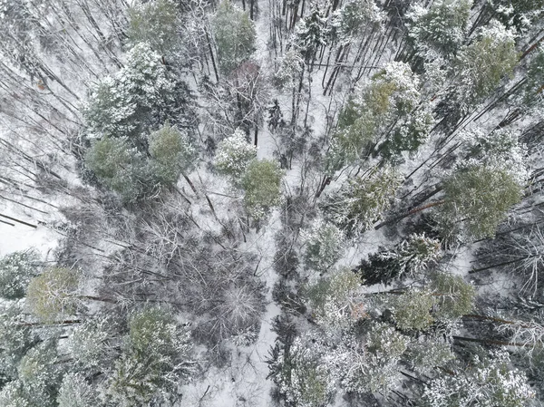 Вид Зимовий Ліс Висоти Пташиного Польоту Сніжний Пейзаж Замерзлого Лісу — стокове фото