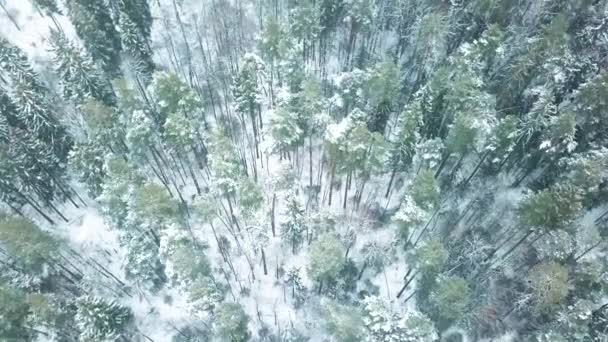 Bovenaanzicht Van Het Winterbos Vanuit Vogelperspectief Sneeuwlandschap Van Een Bevroren — Stockvideo