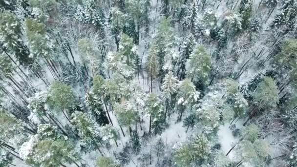 Kuş Gözünden Kış Ormanının Üst Görüntüsü Bulutlu Kış Havasında Donmuş — Stok video