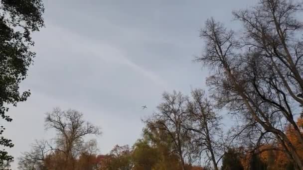 飞机在树上飞行 飞机在森林上空飞行 晴朗的天空 — 图库视频影像