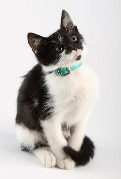 Siyah ve beyaz kedi tek başına oturmak 