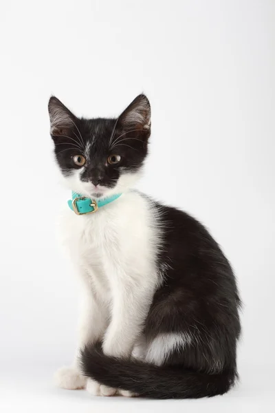Musta ja valkoinen kissa — kuvapankkivalokuva