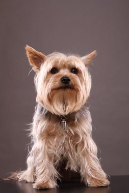  Yorkshire terrier oturma 