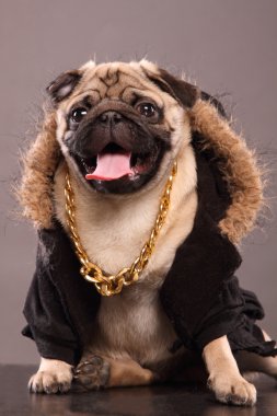 Rapçi köpek