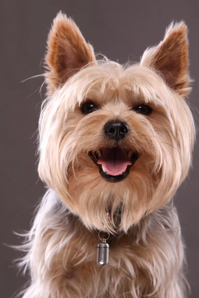 Yorkshire Terrier glimlachen — Stockfoto