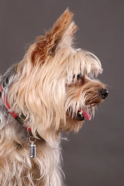 Yorkshire Terrier profil — Stockfoto