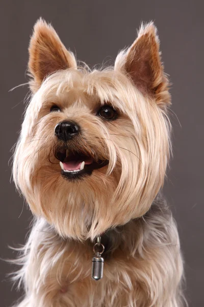 Yorkshire Terrier — Stock Photo, Image