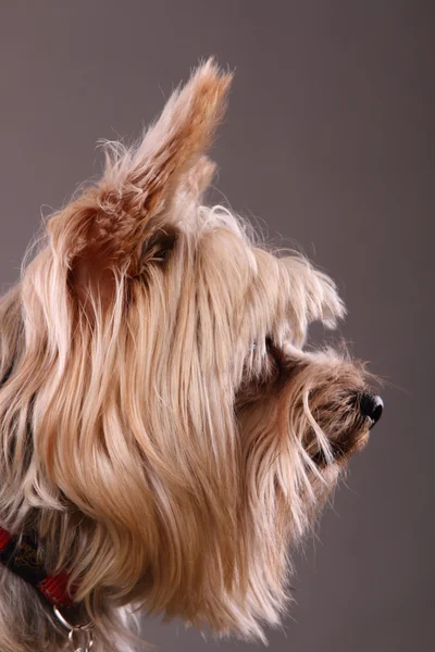 Profile yorkshire terrier — Stockfoto