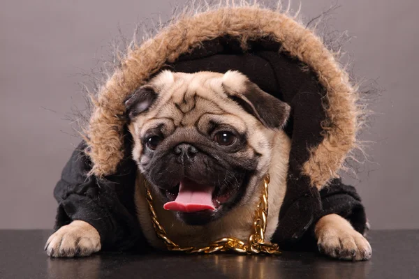 Cão pug de rapper — Fotografia de Stock
