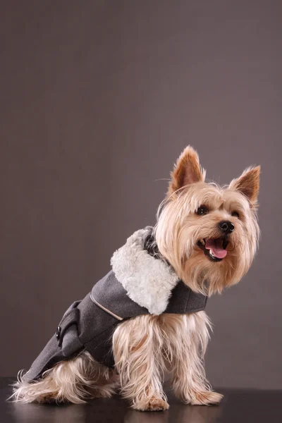 Yorkshire korkunç kıyafetli 