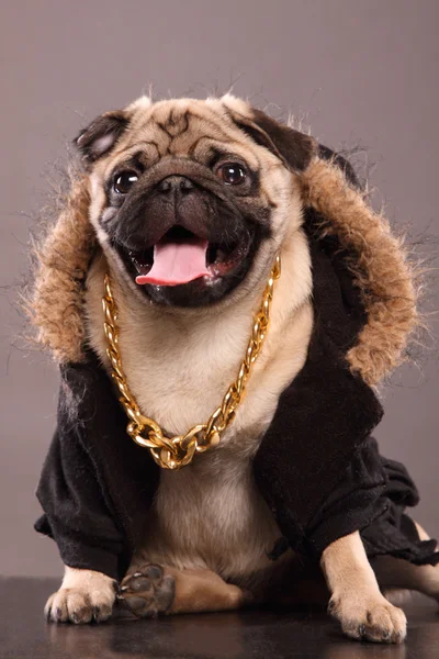 Rapper Dog — Stock Photo, Image