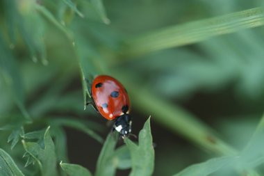 Bir çim üzerinde bir kırmızı uğur böceği 