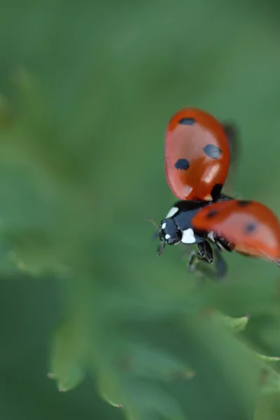 Uğur böceği uçuş