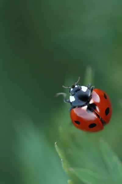 bir çim üzerinde kırmızı uğur böceği 