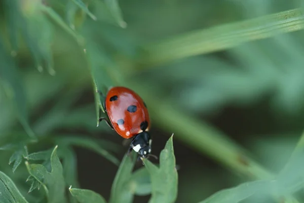 Bir çim üzerinde bir kırmızı uğur böceği 