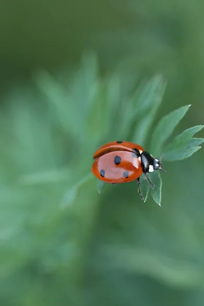 Mariquita roja en la naturaleza Imágenes de stock libres de derechos