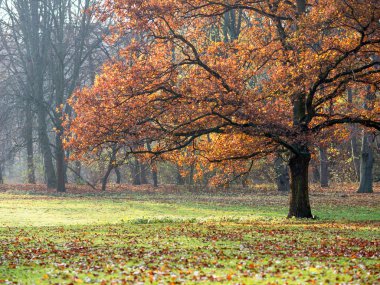 patika üzerinden kırmızı tuğla