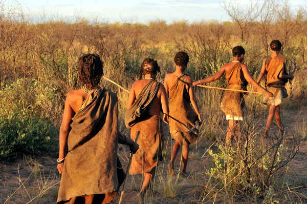 Bushmen — Stock fotografie