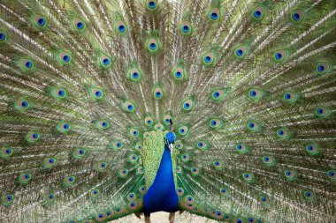 Tavus kuşu tekerlek