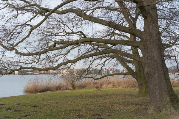 Potsdam Almanya yakınındaki meşe ağaçları