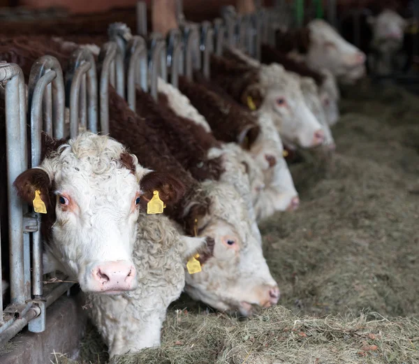 Vacas no estábulo — Fotografia de Stock