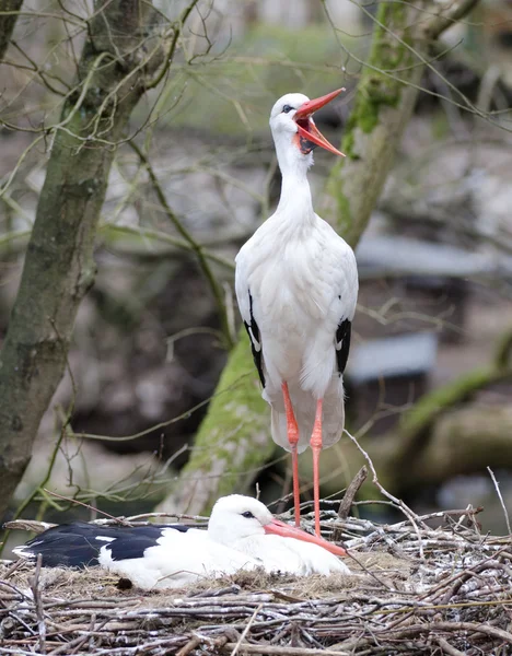 Storks in the nest — Stock Photo, Image