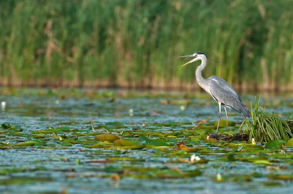 Great blue heron hunting — Stock Photo, Image