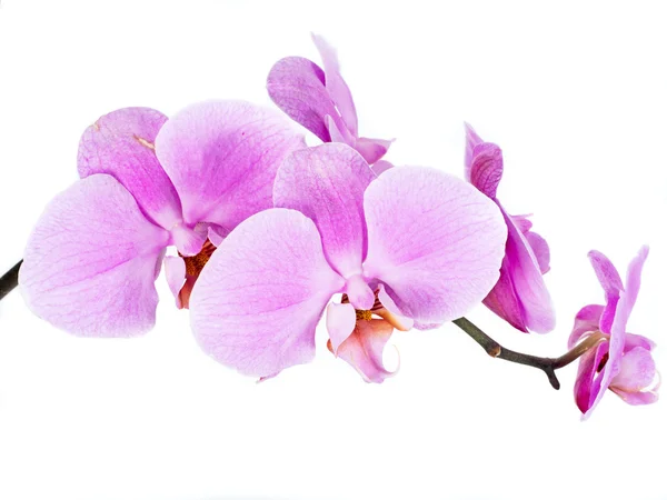 Fiore di orchidea isolato Fotografia Stock