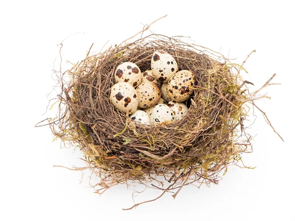 Quails in the nest Stock Photo