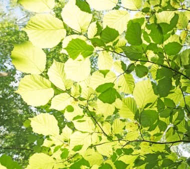 arka içinde ışık yeşil kayın yapraklar