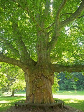 yaşlı çınar ağacı