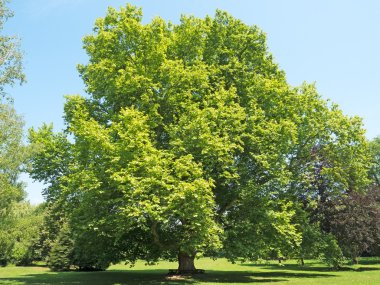 yaşlı çınar ağacı