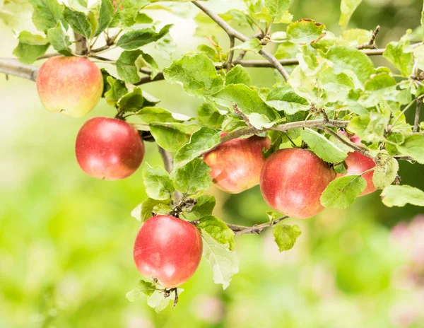 Manzanas en el árbol Imágenes de stock libres de derechos