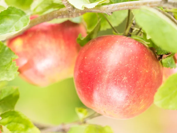 Manzanas en el árbol Imagen de stock