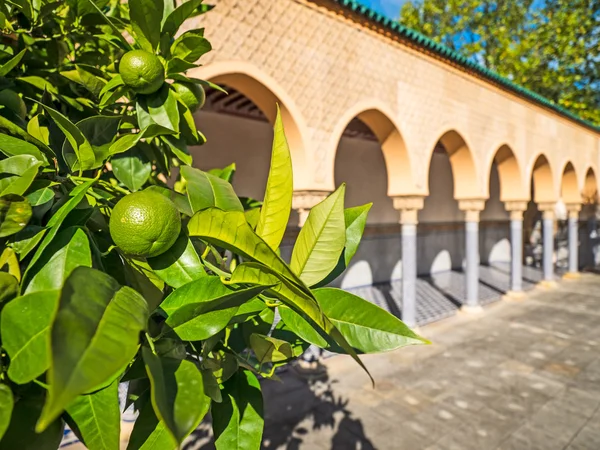 Árbol de limón con arcos árabes Arquitectura Imagen de archivo
