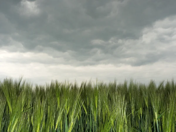 Ornfield under storm clouds — Stock Photo, Image