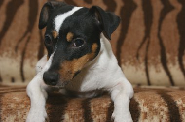 Jack Russell Terier