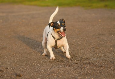 Jack Russell Terier