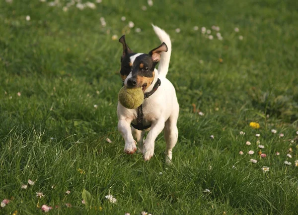 Jack Russell terier — Fotografia de Stock