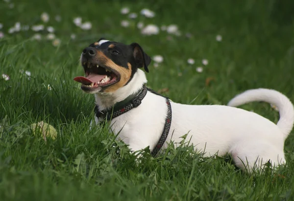 Jack Russell Terier — Zdjęcie stockowe