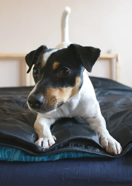 Jack Russell Terier — Zdjęcie stockowe