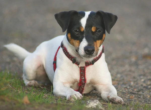 Jack Russell Terier — Stock Fotó