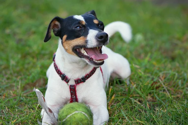 Jack Russell Terier
